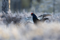 Våryr-Antatt-Digital Farge, fritt motiv-Høst 2025