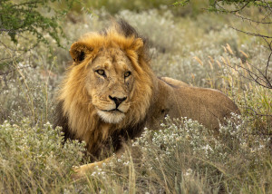 Black maned lion - Antatt natur x2 - 17th Finland Int Digital Circuit 2025