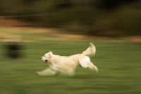 Retriever i farta