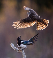 Hederlig omtale - To fiender