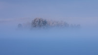 Vinterdag på skogen