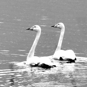 To må man være .jpeg