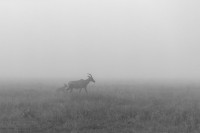 Misty morning - Antatt monokrom - Nordisk Fotomesterskap 2024