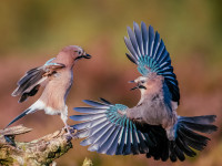 Nøtteskriker, DIPA honorable mention. 10th International Circuit