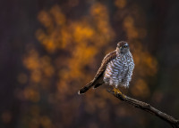 Autumn leaves - Gull - 2nd art of Light 2025 - Finland