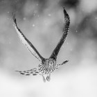 1. plass jan 2025 - Rett i mot