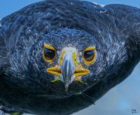 Black eagle øyer!