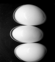Antatt - Eggene