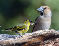 Spinus spinus - Grønnsisik and Coccothraustes coccothraustes - Kjærnebiter