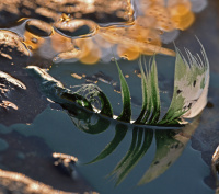 Antatt - Seilas i forurenset farvann