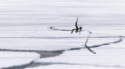flghting over ice