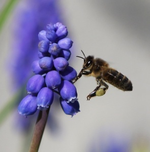 Bie sanker pollen