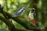 Antatt - Da kom far med mat