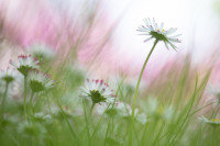 Hederlig omtale - Daisies