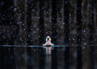 Kingeider in snow - Antatt - Digital farge, fritt motiv - Høsten 2025