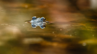 Bronse - In the pond (5 bilder) - 1st Nordic Photography Championship Collection/Series 2021