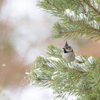 Skogens lille tøffing