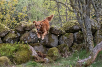Jumping.