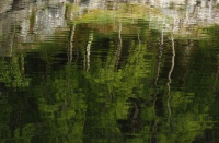 Speiling i skogsfjorden