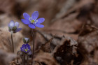 The old and the blue