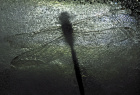 Libelle i is-ubeskåret