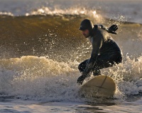 Surfer i fri dressur