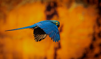 Lear's Macaw at sunrise - Antatt i "digital farge fritt motiv" vår 2022