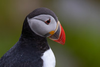 Hederlig omtale - Glowing beak