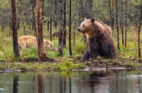 Bjørn og ulv