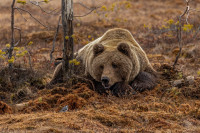The bird and the bear - Antatt - Digital farge - vår 2026