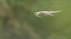 Antatt - Rovfugl i løvverk