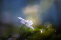 Anemone nemorosa