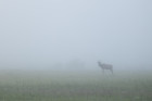 Antatt - In the morning mist