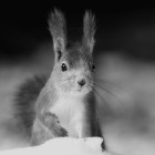 3. plass jan 2025 - Nøtteliten