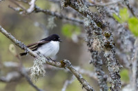 Det våres i skogen