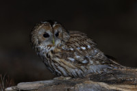 Kattugla-Årbok 2025