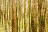 Hederlig omtale - pine forest