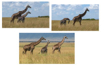 Family reunion - Antatt - Kolleksjon - vår 2026