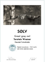 Grat gray owl
