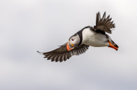 Inn for landing - antatt - Digital, i bevegelse - Høsten 2025