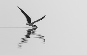 Antatt - På fisketur