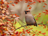 Waxwing in autumn colours