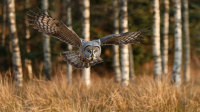 Antatt -  Nordisk Mesterskap 2020    - Great Grey Owl