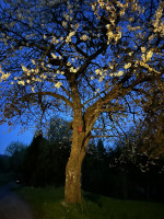 Vår natt