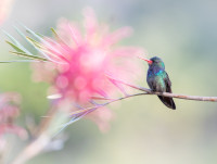 Pink explosion