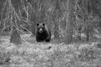 Arrival of a bear - Antatt - 10. Nordic Int. Digital Circuit 2025