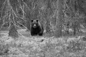 Arrival of a bear - Antatt - 10. Nordic Int. Digital Circuit 2025