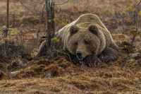 The bird and the bear - Årbok 2025