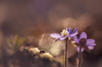 Hepatica nobilis
