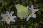 Spring butterfly